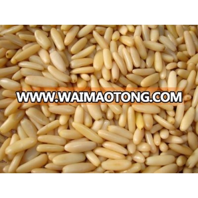 Pakistan Pine nuts kernels , Pakistan pine nuts without shell , Chilgoza kernel